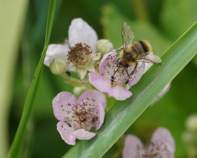 A bumblebee on some small pink flowers