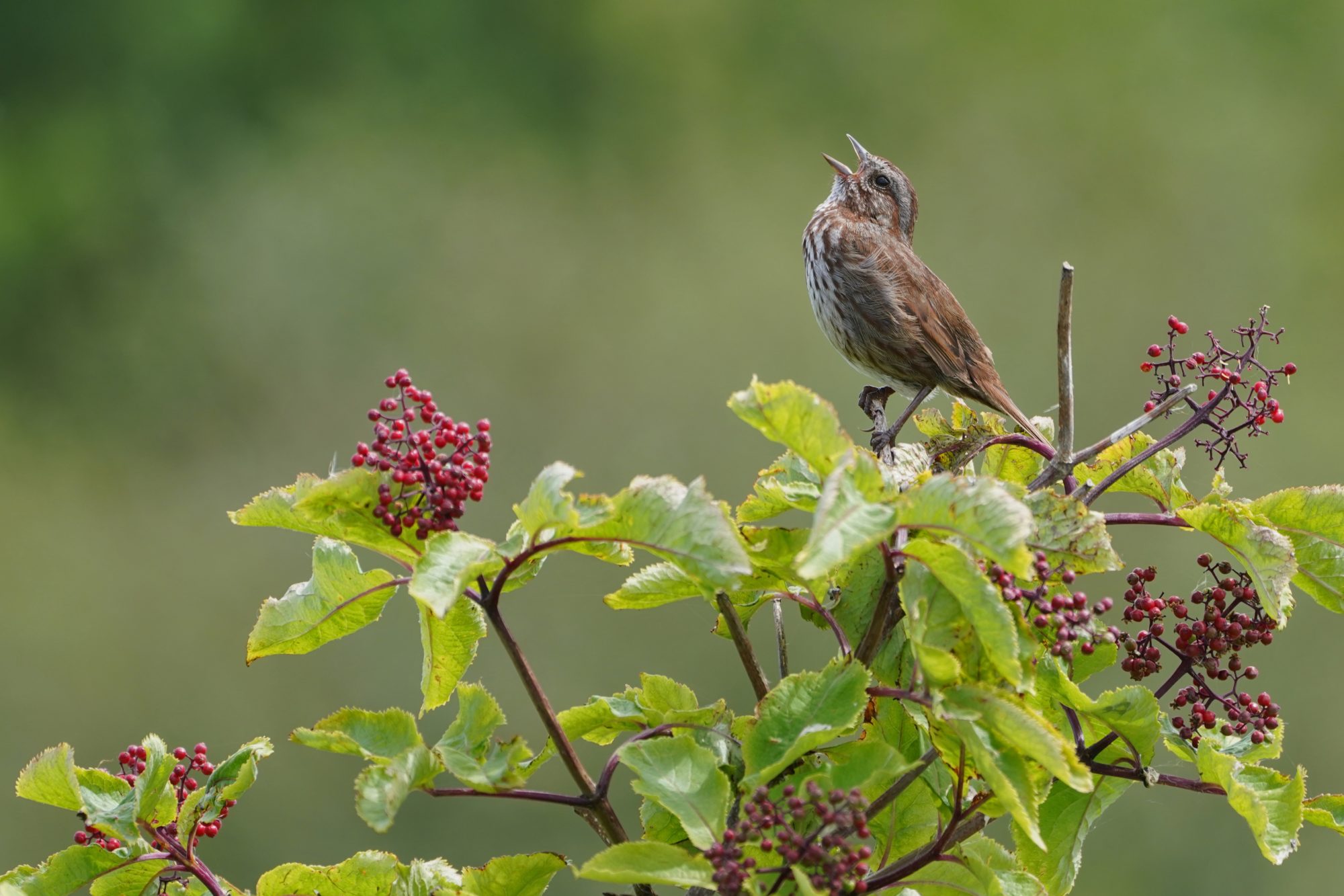 Song Sparrow singing on top of a small bush with little red berries