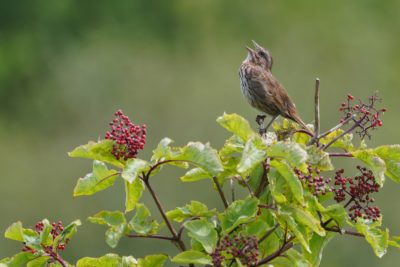 Song Sparrow singing on top of a small bush with little red berries