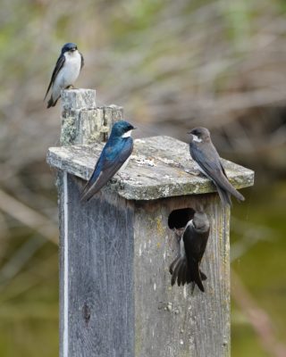 Four Tree Swallows hanging around a bird box. One is perched higher than the others, making it seem like the speaker at a conference