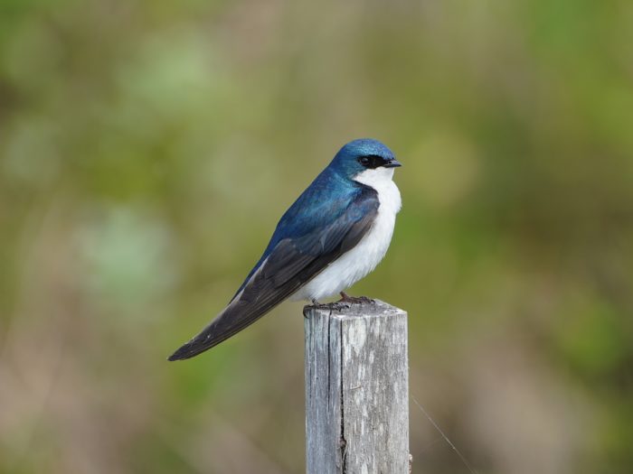 A Tree Swallow perched on a wooden post