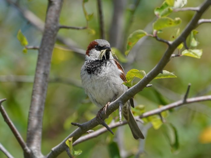 A House Sparrow sitting on a branch. It is holding some yellow grass in its beak, making it look like it has a big mustache