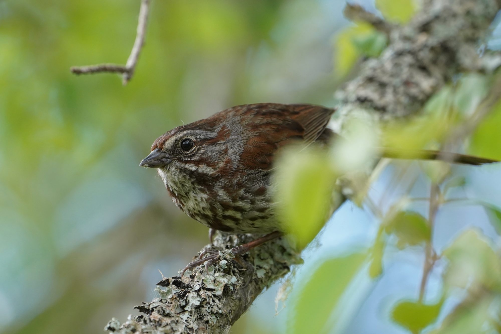 A Song Sparrow crouched on a tree branch, partly hidden by foliage