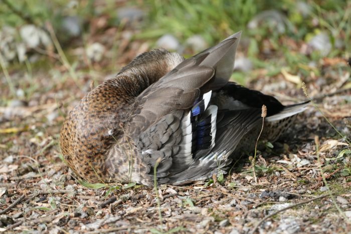 A female Mallard sitting on the ground, preening. Her head is behind her wing, and we can see her iridescent wing patch