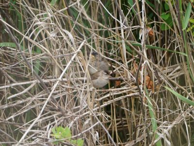 An adult Marsh Wren and its larger, chunkier child partly hidden in the background