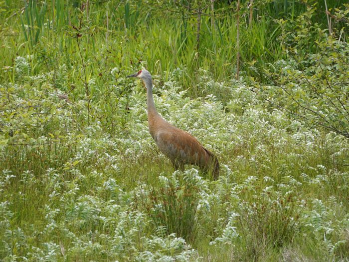 A Sandhill Crane standing amongst green bushes