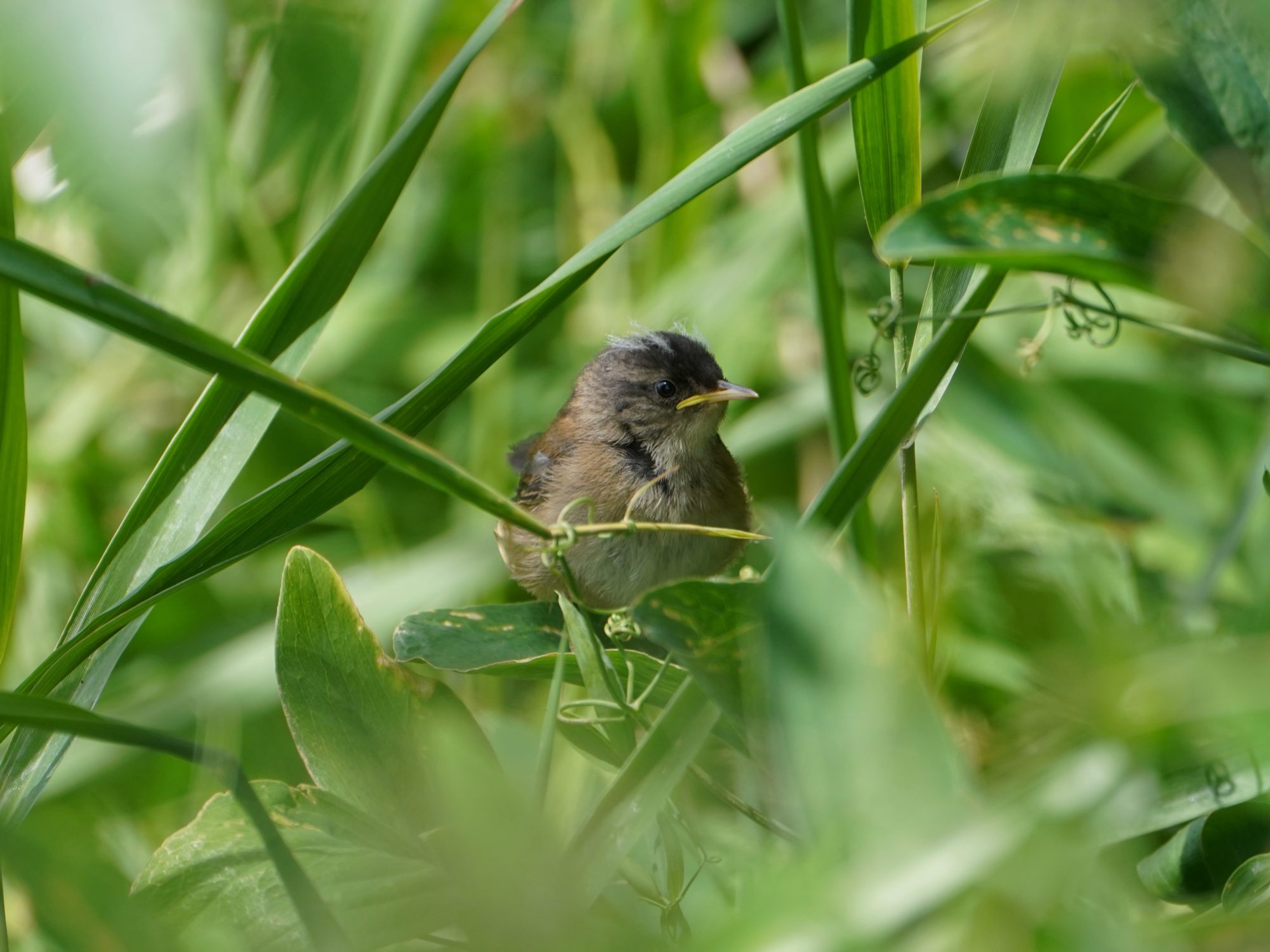 A fledgling Marsh Wren, partly hidden in the foliage. It has cute little white tufts on its head