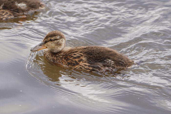 A Mallard duckling starting to grow adult feathers on the front part of its body