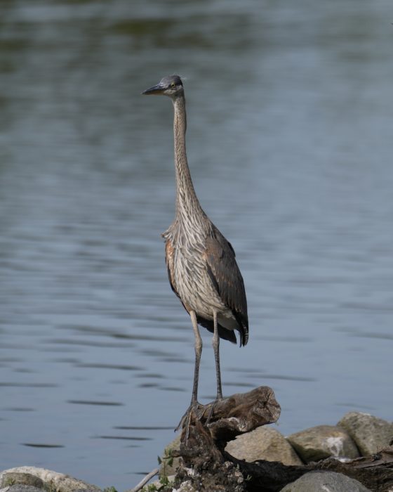 An immature Great Blue Heron is standing on one of the little islands in Lost Lagoon