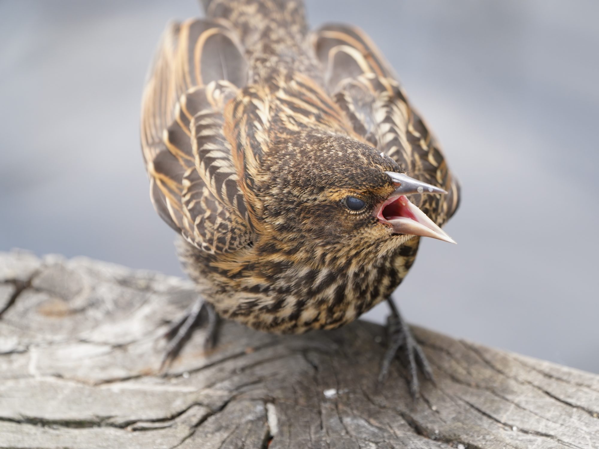 Closeup of an immature Red-winged Blackbird standing on a pier, screaming for attention. Its translucent eyelid is closed.