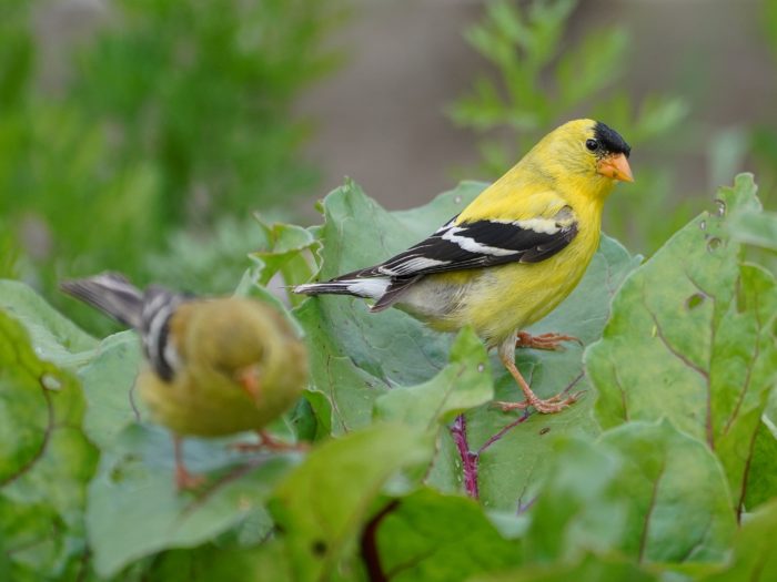 Two goldfinches sitting on greenery. One adult male in full breeding colours, with bright lemon yellow body, black cap and sharp black / white wings, the other much darker brownish-grey body and no cap