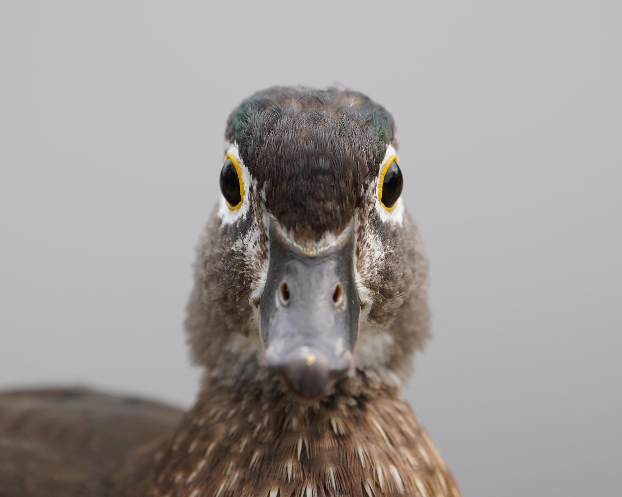A female Wood Duck looking right at me with her deep dark eyes