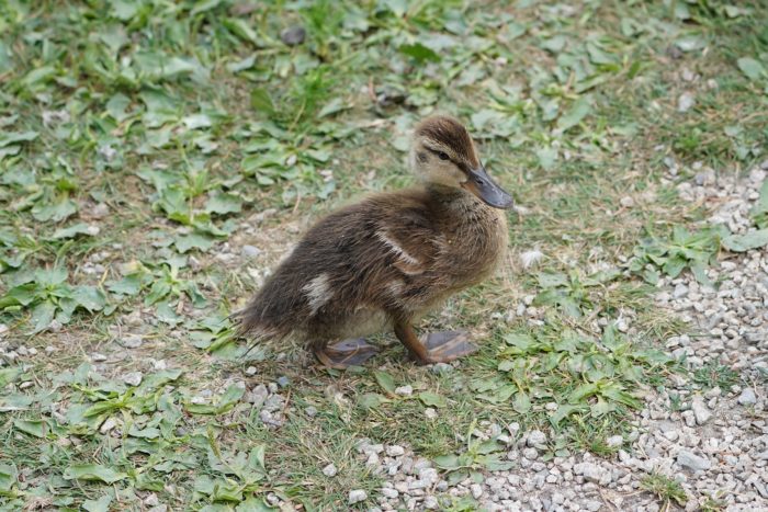 A young Mallard duckling walking on the gravelly / grassy ground and looking cute