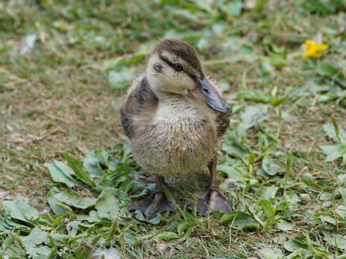 A Mallard duckling standing on the gravelly / grassy ground and looking cute