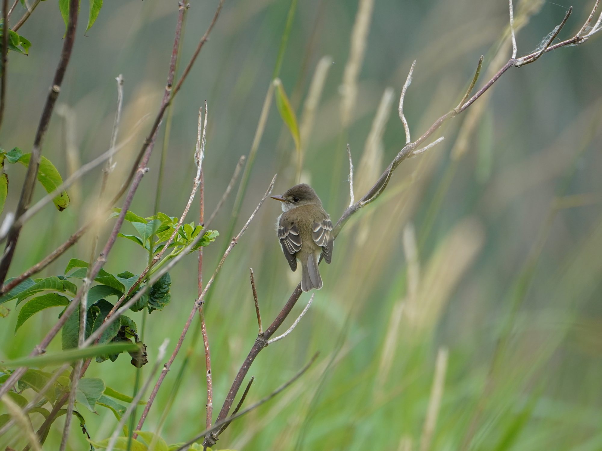 A Willow Flycatcher is sitting on a branch with its back to me, looking to one side. Greenery and reeds in the background