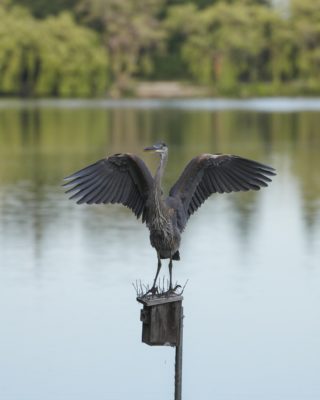 An immature Great Blue heron is standing on a swallow nest box, and spreading its wings