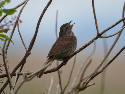 A Song Sparrow is sitting on a branch, framed by more branches, and singing