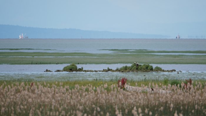 Some rocks at the edge of the outer marshes and the open water, on which are resting a couple of Bald Eagles