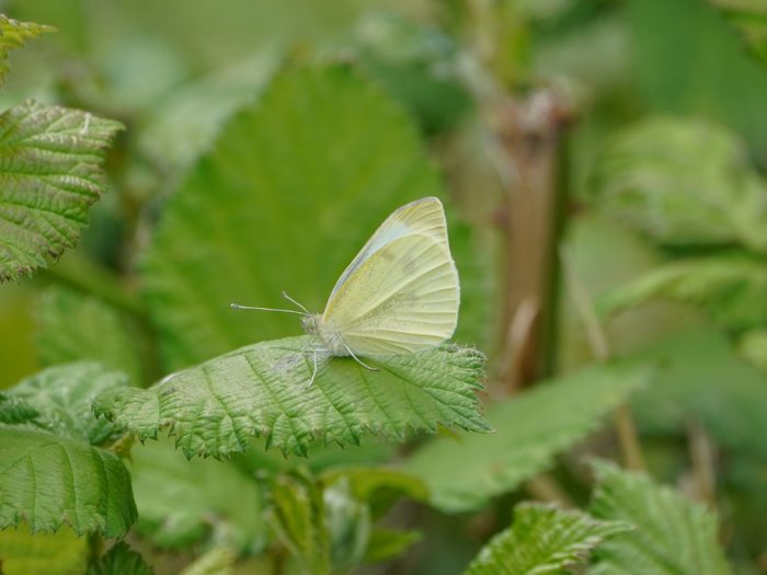 A Cabbage White butterfly resting on a leaf, surrounded by more greenery