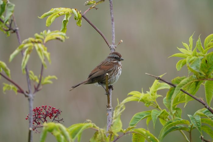 A Song Sparrow resting on a little branch, framed by more branches and leaves