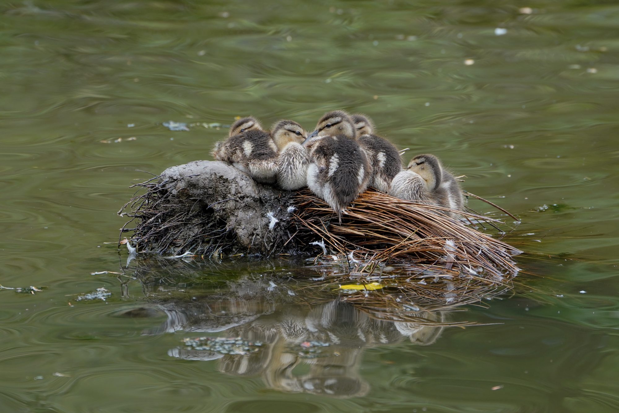A half dozen or so Mallard ducklings huddling on a tiny island barely bigger than their group