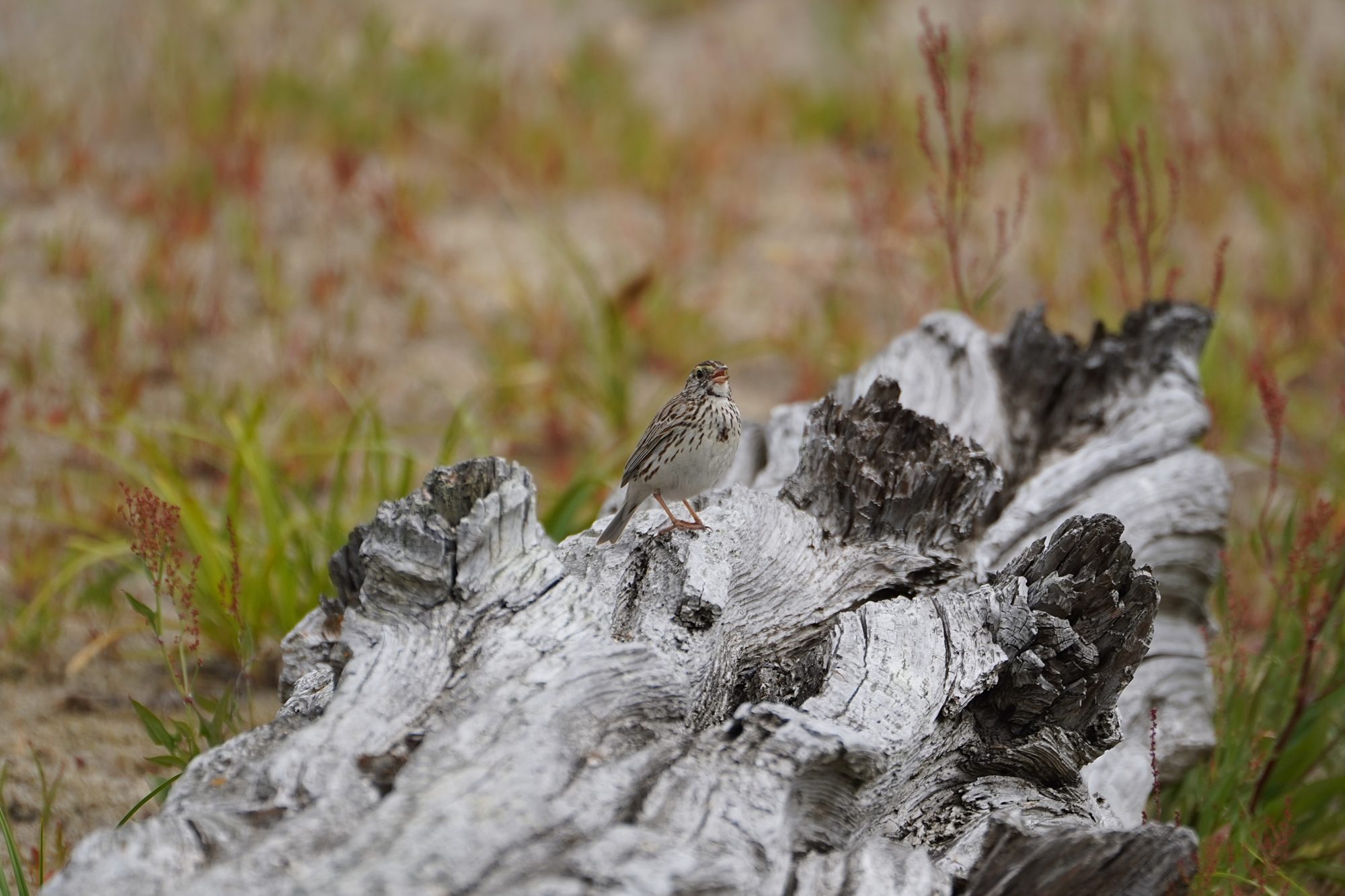 A Savannah Sparrow sitting on a log and singing. Its plumage lets it blend in really well.