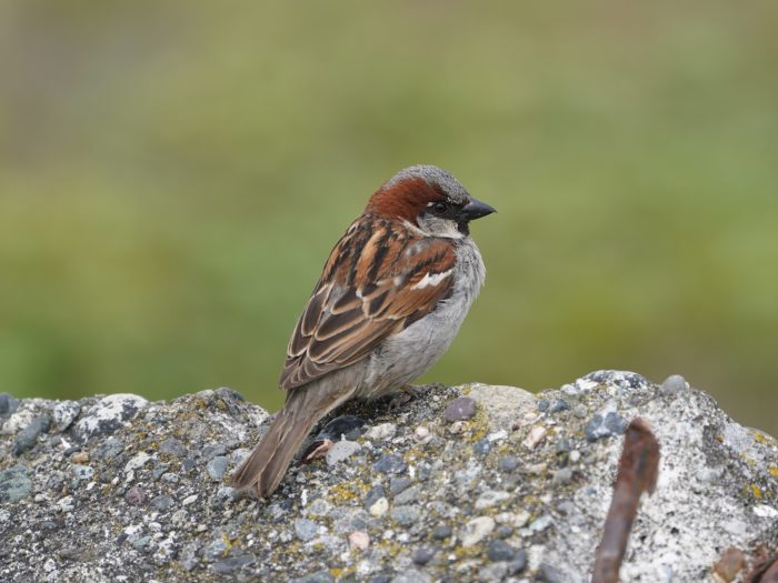 A male House Sparrow sitting on a block of concrete, its back mostly to me and looking to one side
