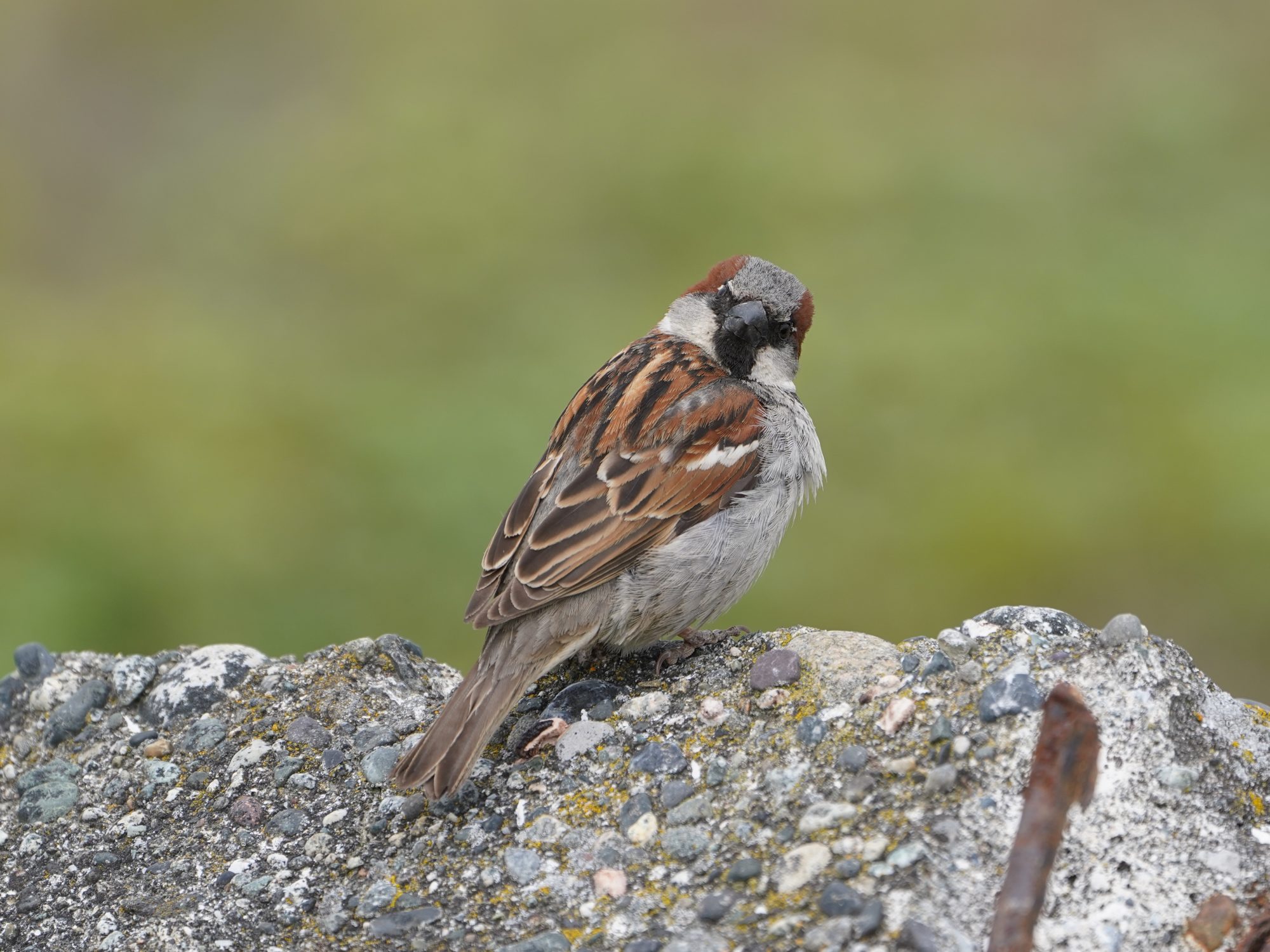 A male House Sparrow sitting on a block of concrete, its back mostly to me and looking right at me