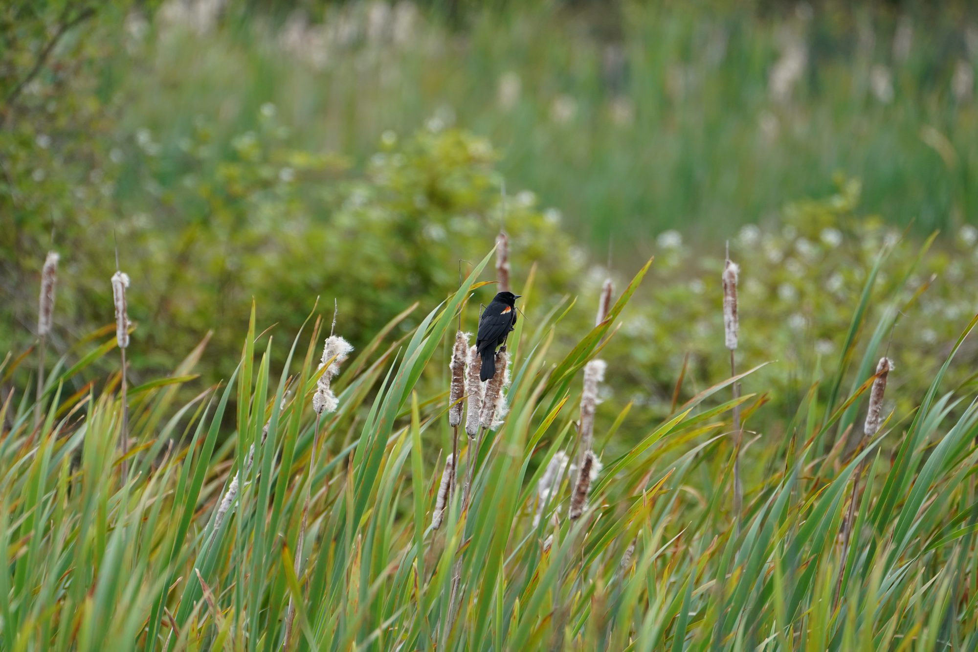 A male Red-winged Blackbird resting among the reeds