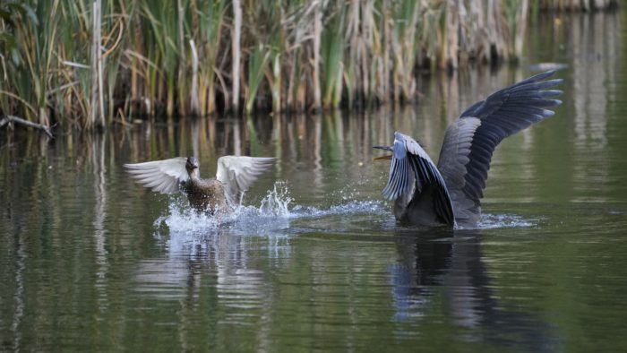 An immature Great Blue Heron is standing belly deep in water, wings spread and beak open; a female Mallard is on the water, blocking its way