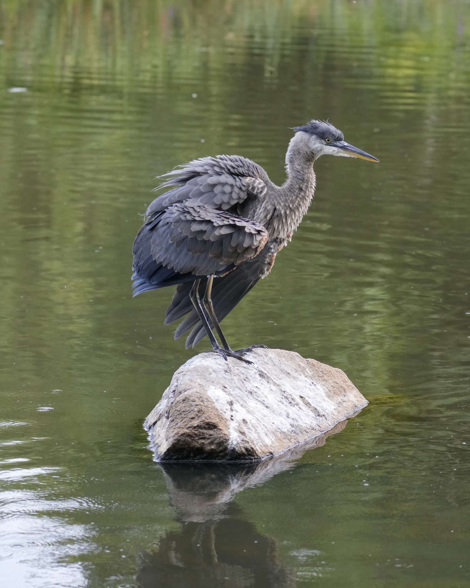 An immature Great Blue Heron is squatting on a half-submerged log, questioning its life choices