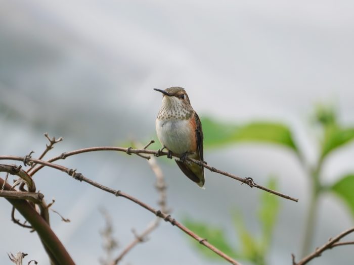 A female Rufous Hummingbird sitting on a branch