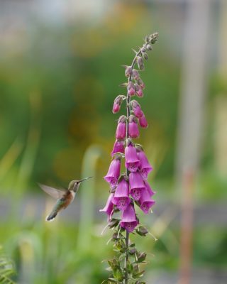 A female Rufous Hummingbird sizing up a clump of foxglove