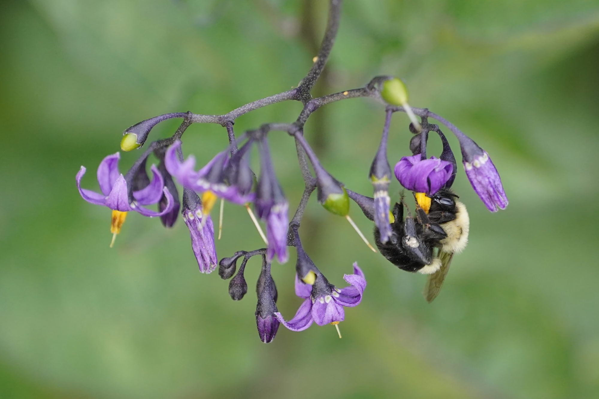 A Bumblebee hanging upside down on one of several purple / yellow flowers