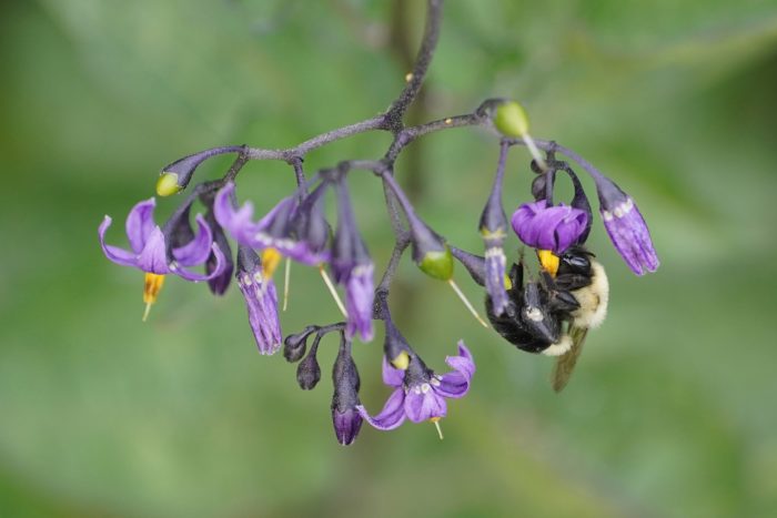 A Bumblebee hanging upside down on one of several purple / yellow flowers