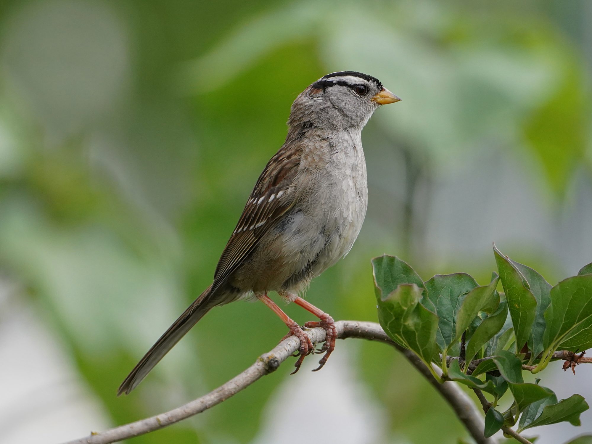 A White-crowned Sparrow standing very tall on a branch at eye level