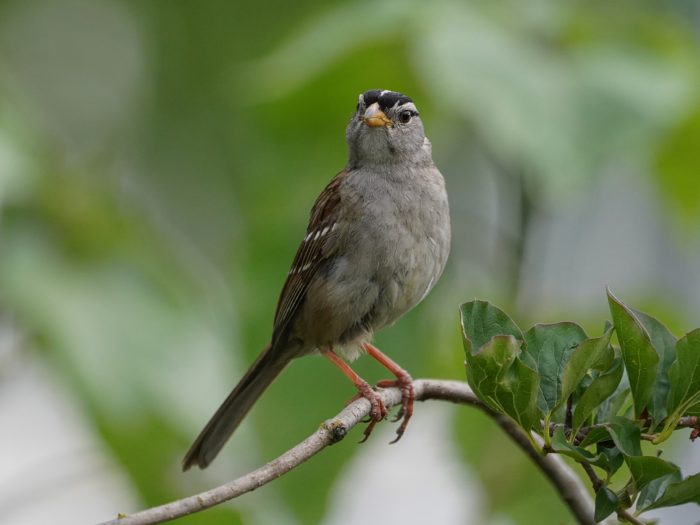 A White-crowned Sparrow on a branch at eye level, looking in my general direction, head slightly tilted