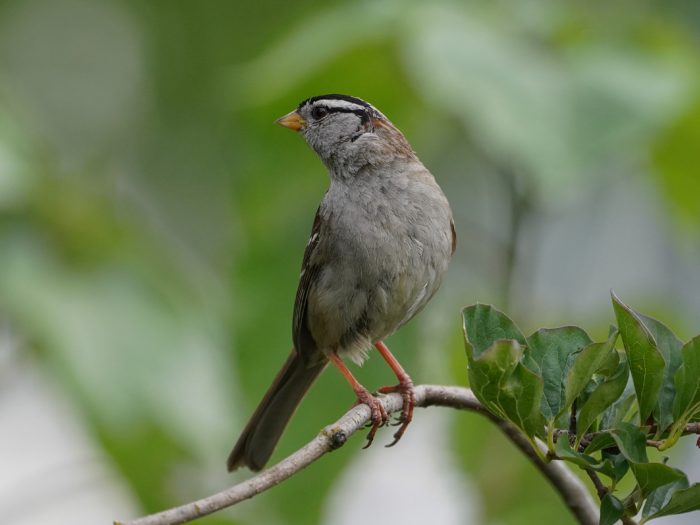 A White-crowned Sparrow standing very tall on a branch at eye level, twisting its head to look to the left