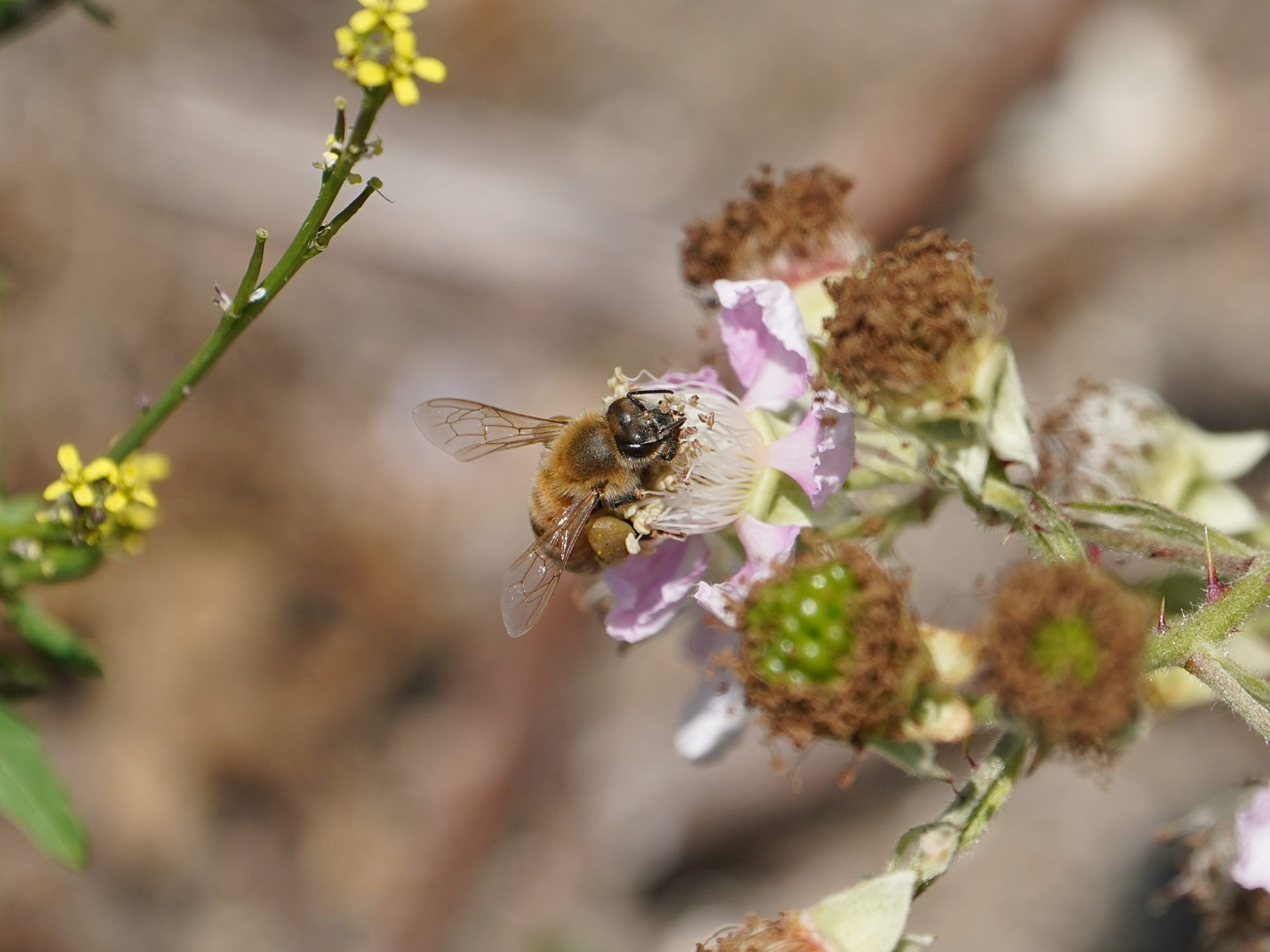 A honeybee on a small white flower