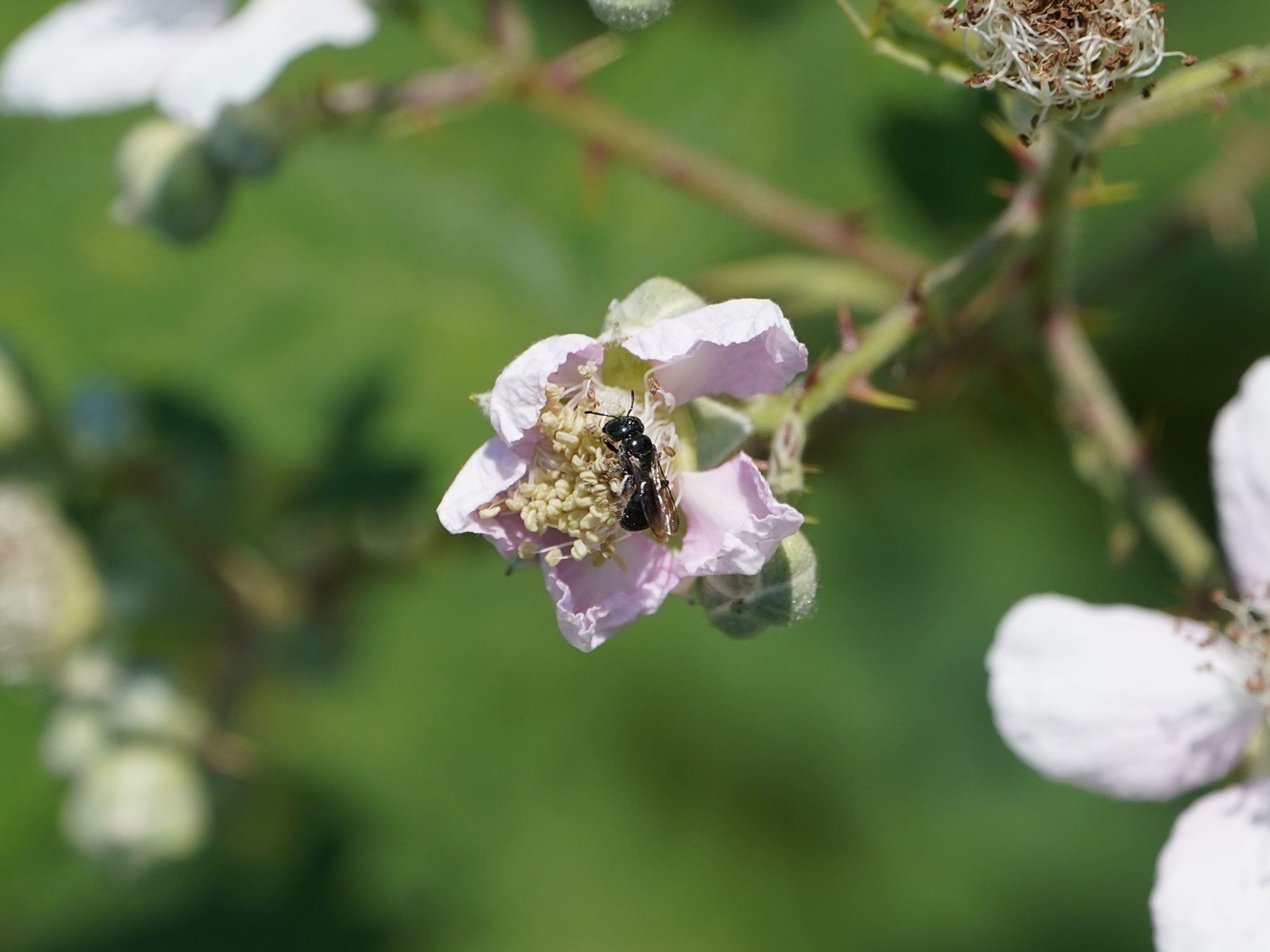 A small black bee on a white flower