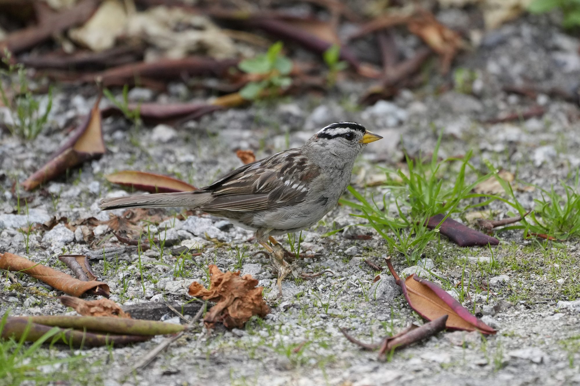 A White-crowned Sparrow standing on gravelly ground, a few dead leaves and tufts of grass around