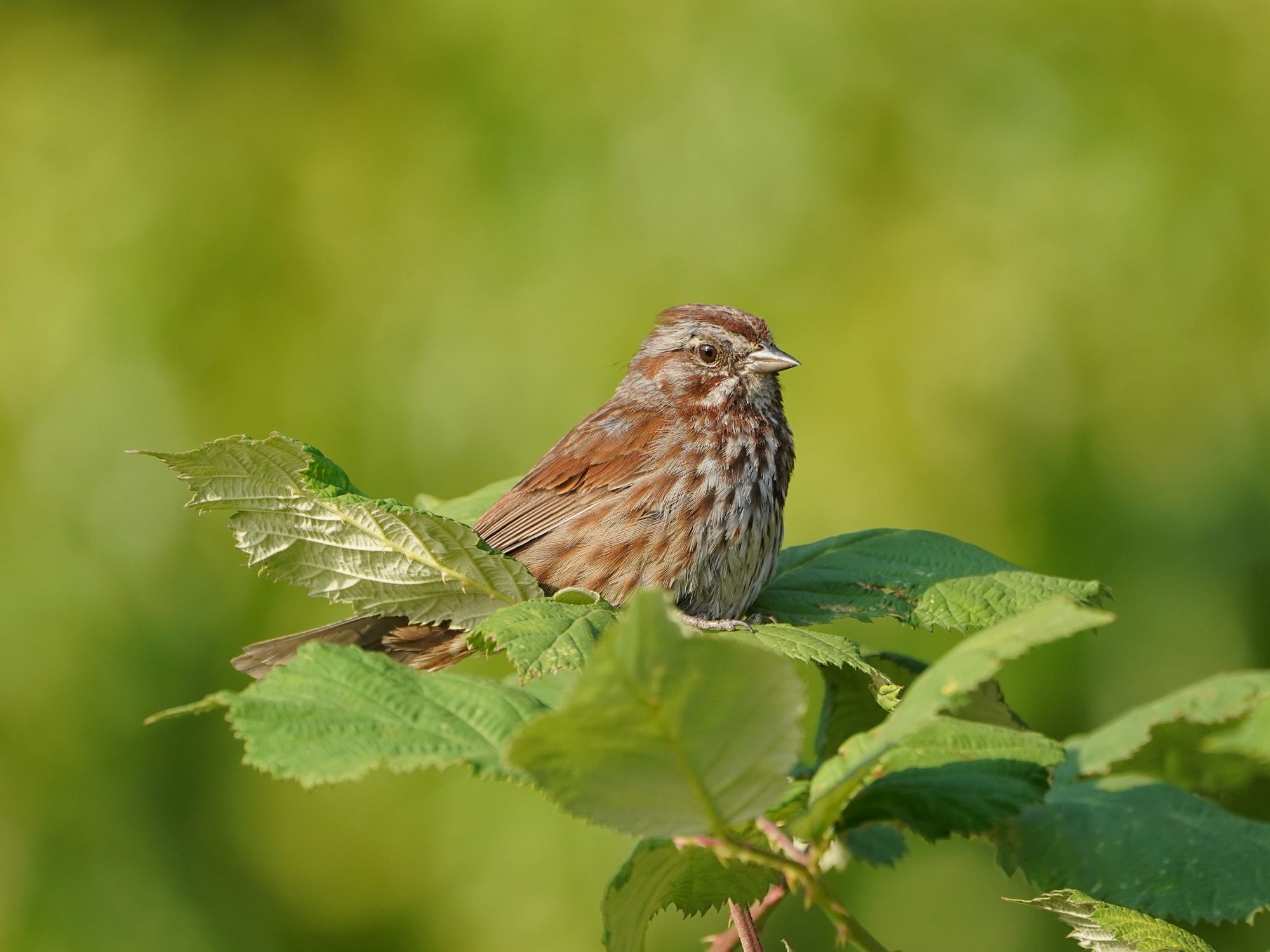 A Song Sparrow sitting in a cluster of leaves