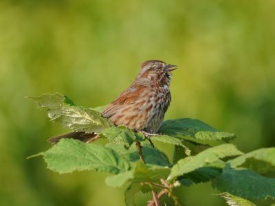 A Song Sparrow sitting in a cluster of leaves, singing with its translucent eyelid shut