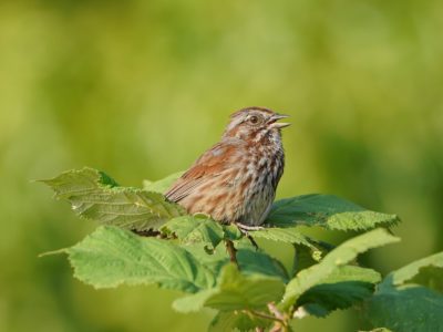 A Song Sparrow sitting in a cluster of leaves, singing