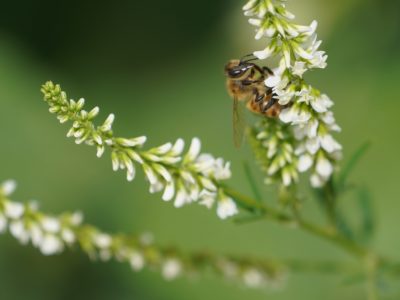 A honeybee crawling on tiny clustered white flowers, on a dark green background