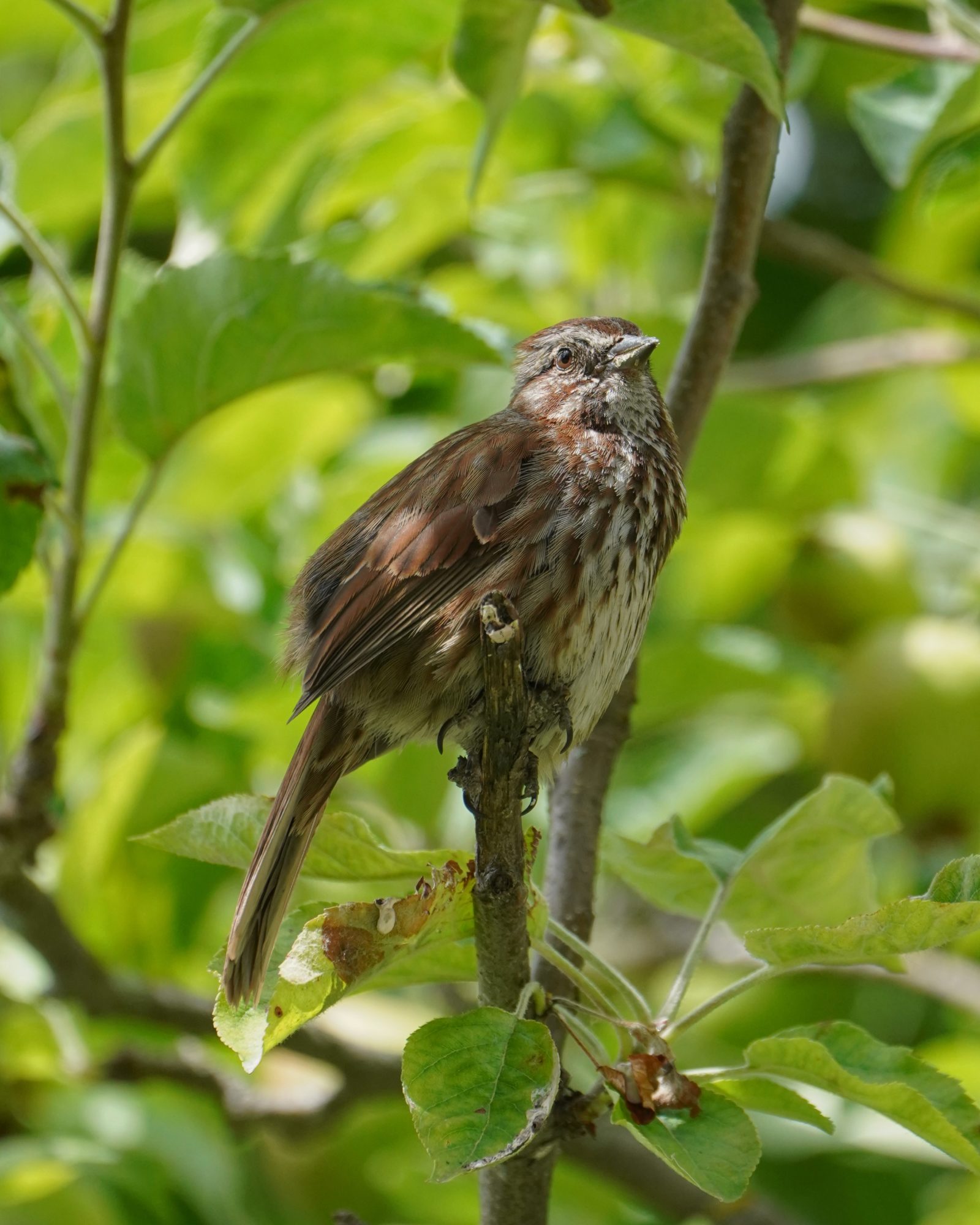 A Song Sparrow up in a tree, looking up, hit by dappled sunlight. The background is green foliage