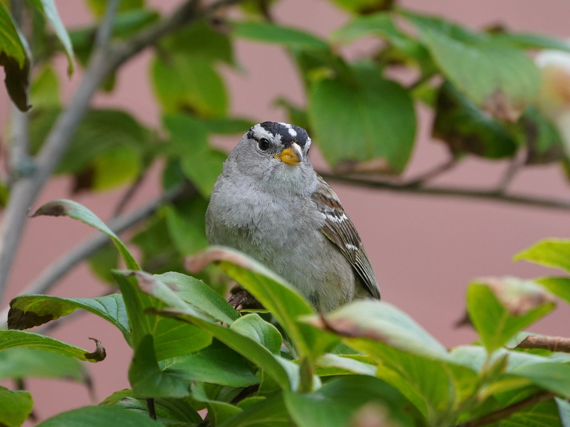 A White-crowned Sparrow in a branch, surrounded by green leaves, with a pinkish wall in the background