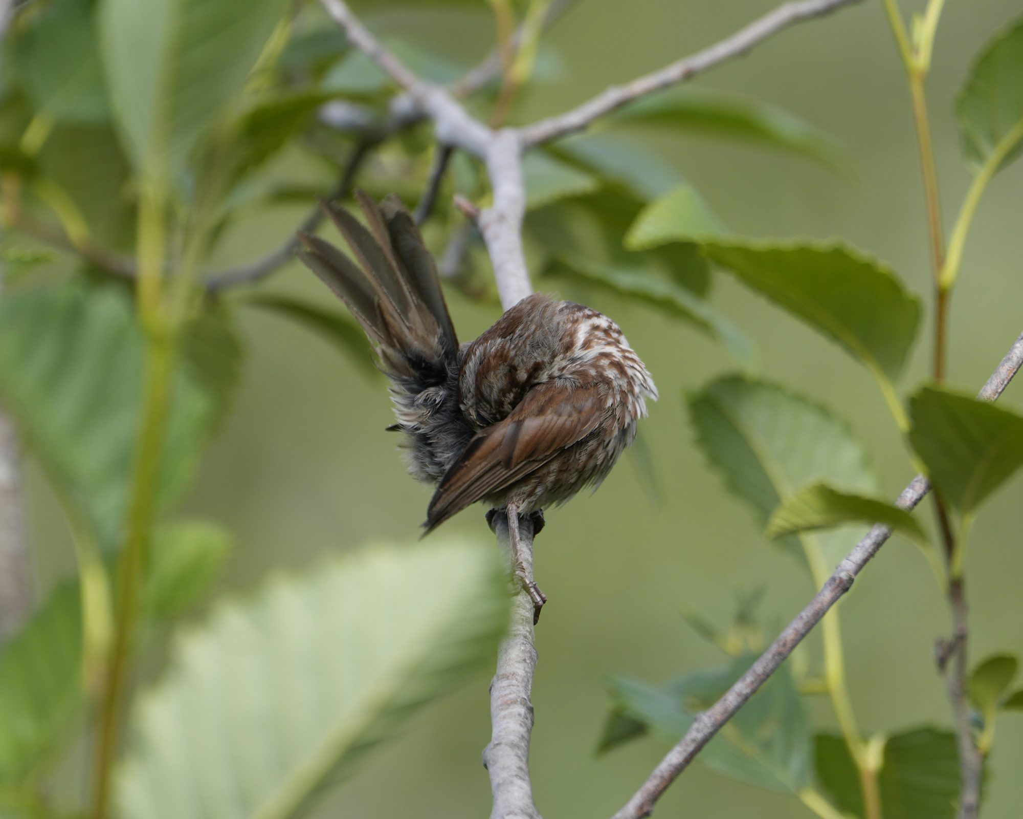 A Song Sparrow is sitting on a branch, preening. Its body is all twisted as it works on its rump, and tail feathers are sticking straight out