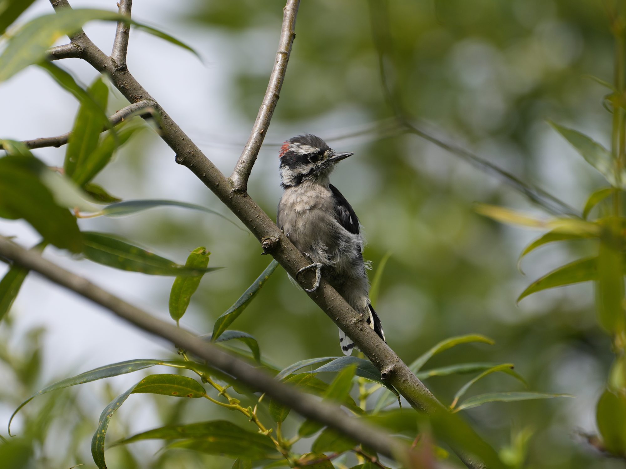 A Downy Woodpecker, male and probably immature since it looks pretty scruffy, is sitting on a branch looking away