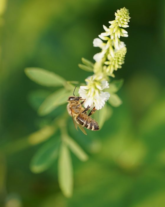 A bee on flowers, with green background